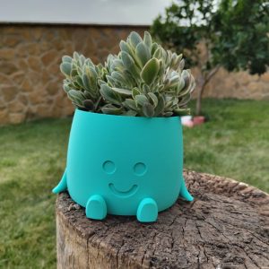 Maceta Sonrisas con planta suculenta y encima de un tocón