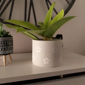 maceta primavera con un ficus verde lima