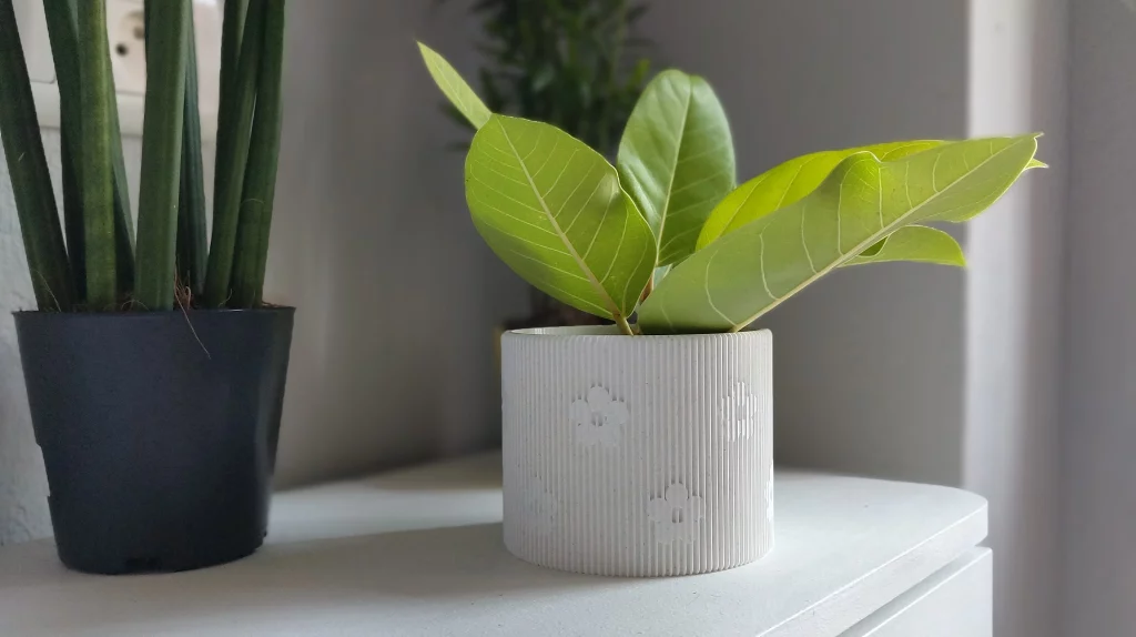 Un ficus recibiendo luz