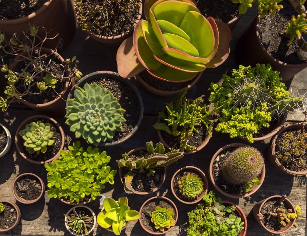 Cuidados de plantas en verano