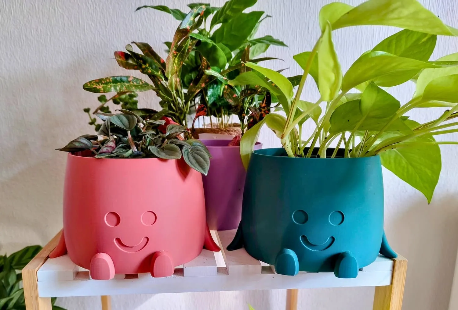 Plantas que purifican el aire