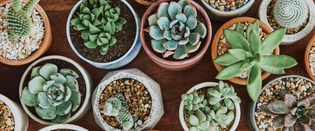 Diversas suculentas en distintos maceteros, foto de Freepik