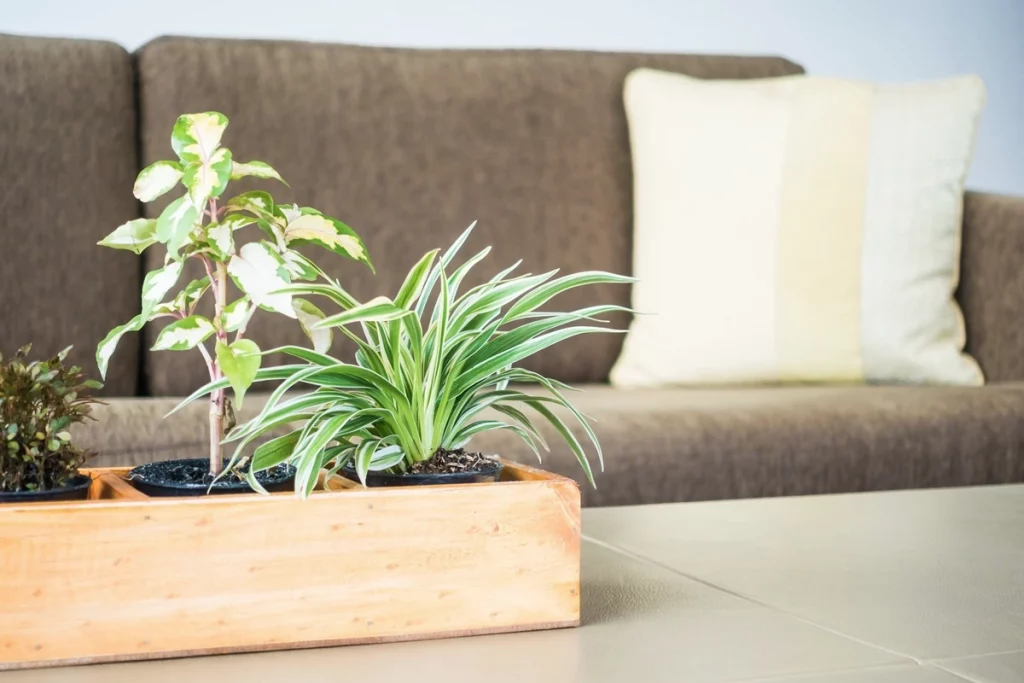 Varias plantas dentro de una habitación
