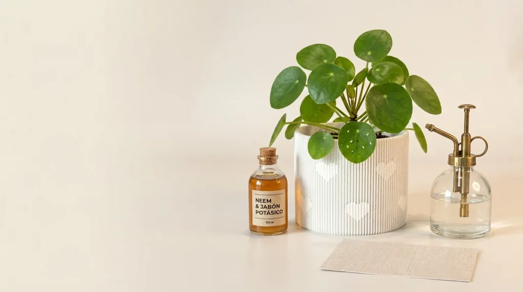 una planta de interior afectada por mosca blanca