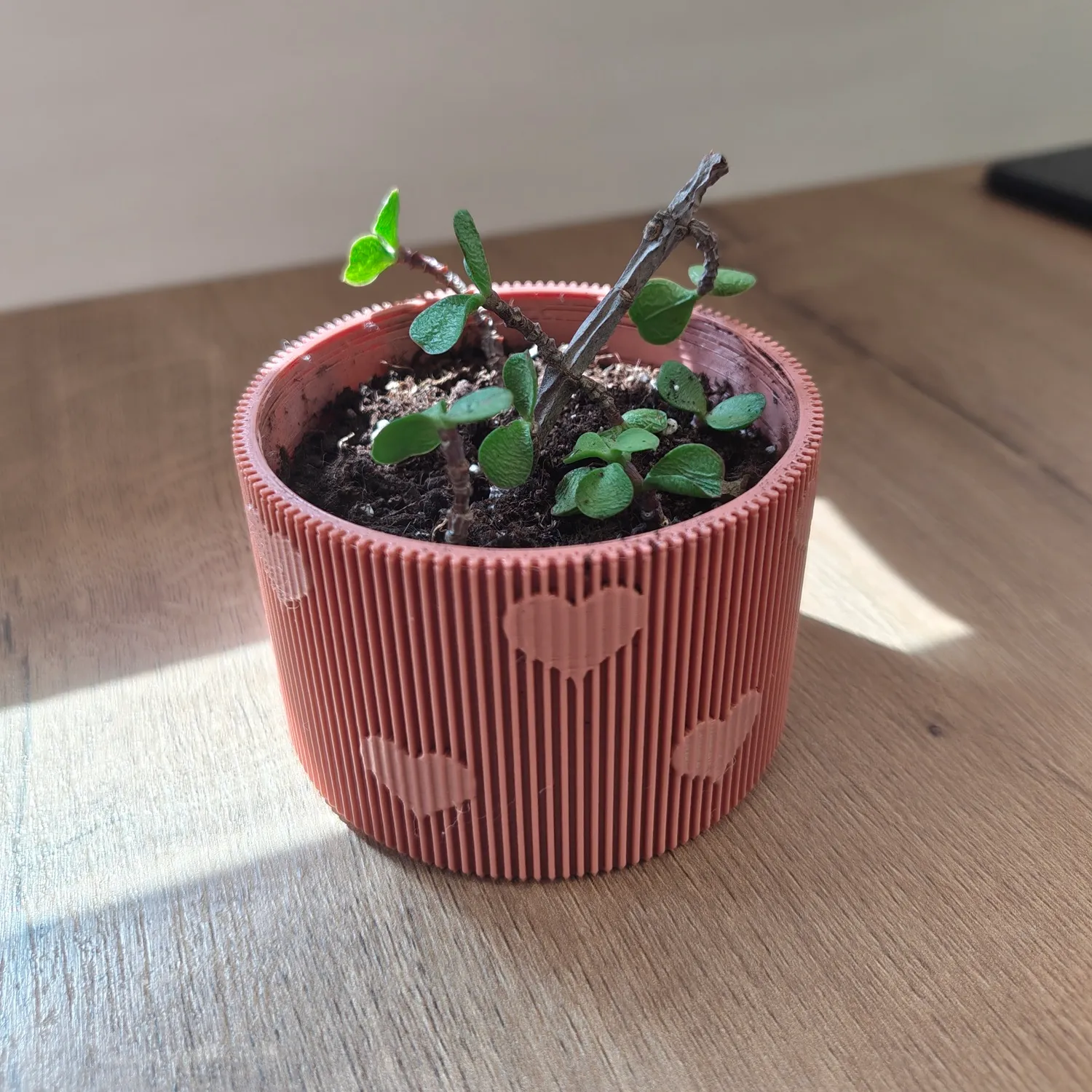 Maceta para cactus y suculentas de entrenamiento Macetitas